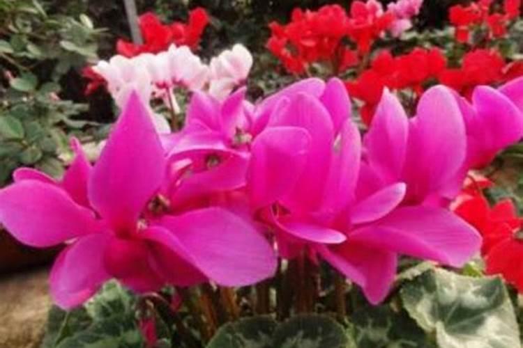 玫瑰花滴钙肥什么时候用？