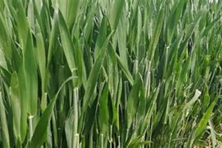 一斤玉米棒子能出多少斤干玉米