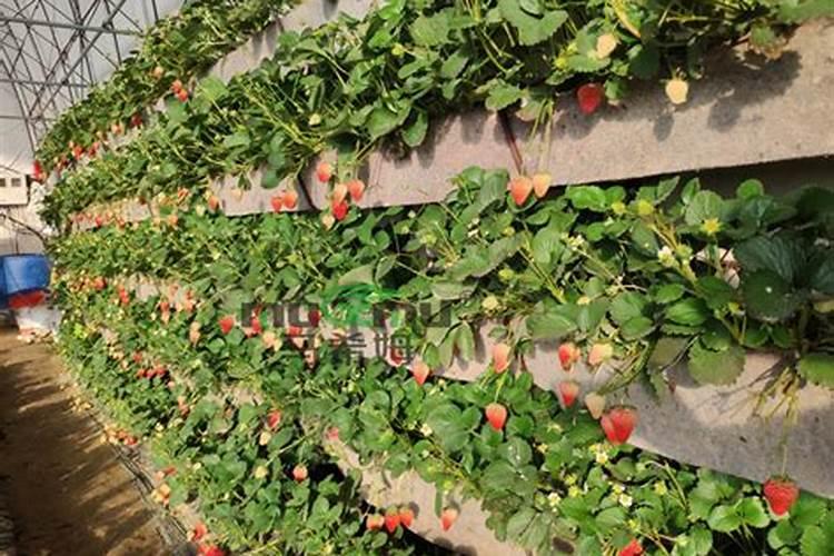 海藻肥属于什么肥料 附使用方法