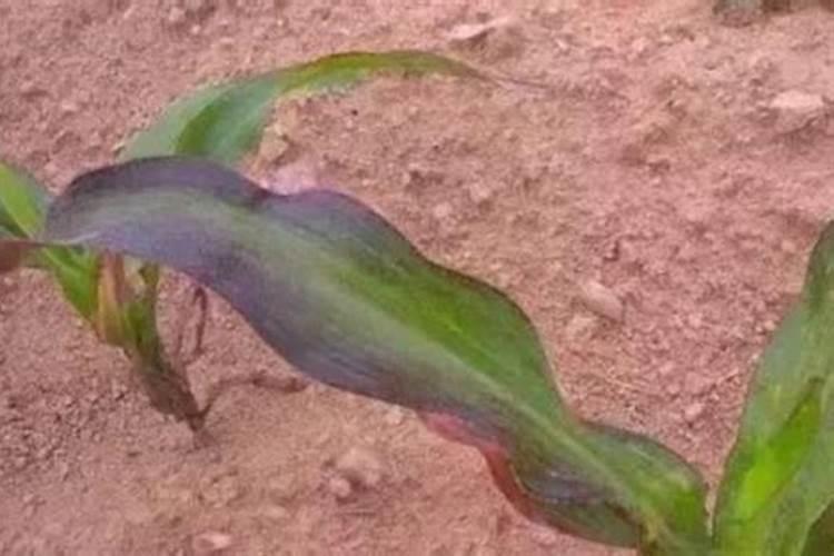 玉米缺磷时叶片会有哪些表现？应该如何补救？