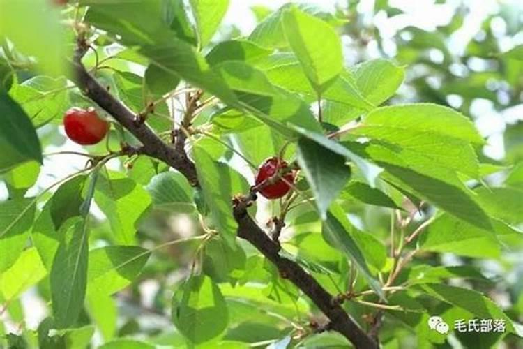 种花菜用什么肥料最好