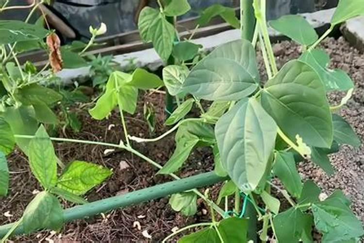 豇豆施肥的正确方法