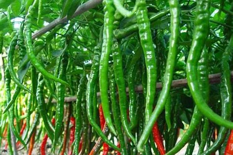 徐州有观赏鱼批发市场吗