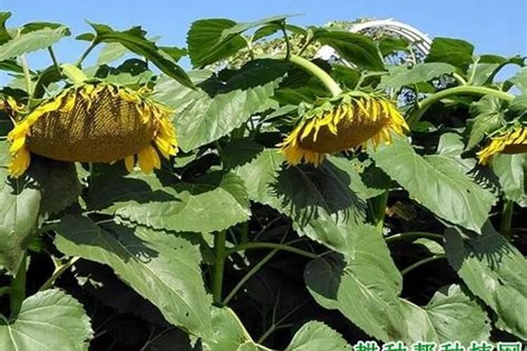 硫酸镁可以做肥料吗