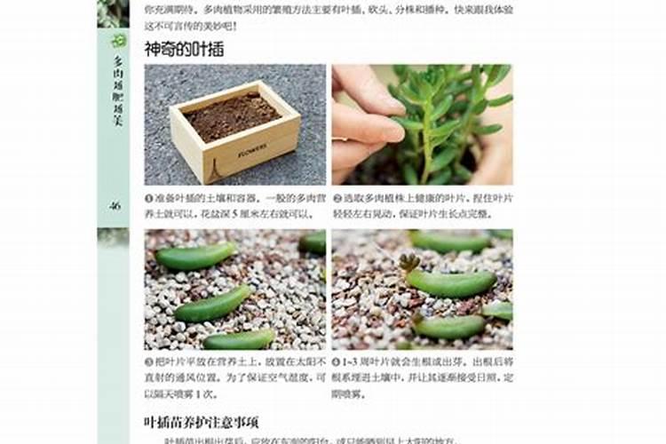 大蒜膨大期用什么肥料,能用磷酸二氢钾吗
