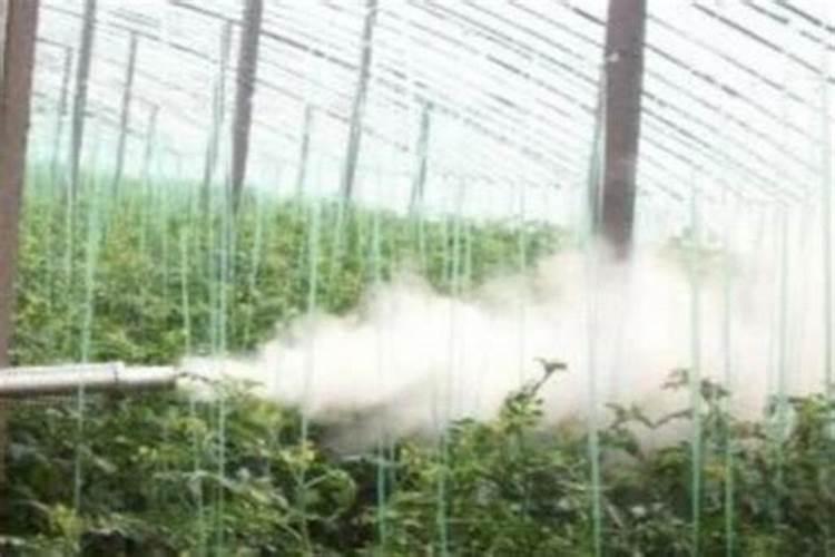 茶叶加菊花有什么功效