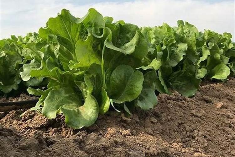 生菜肥料施用的技巧