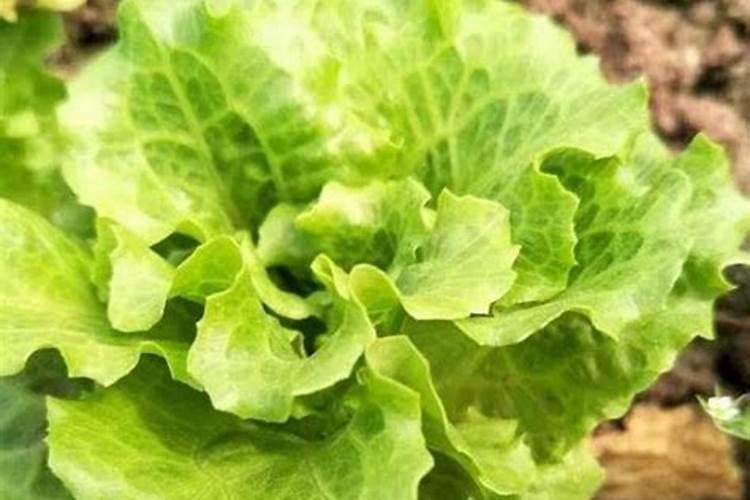 请问老师种生菜使什么化肥好