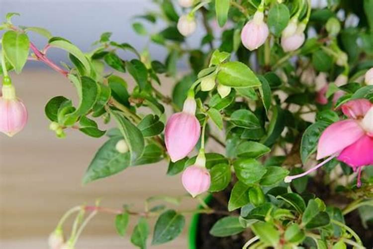 云南磷化工企业排名