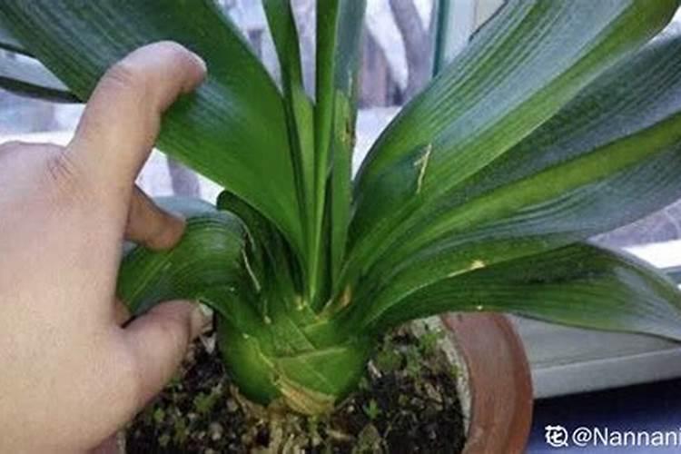 杜鹃花肥料能给桔子树施肥吗？