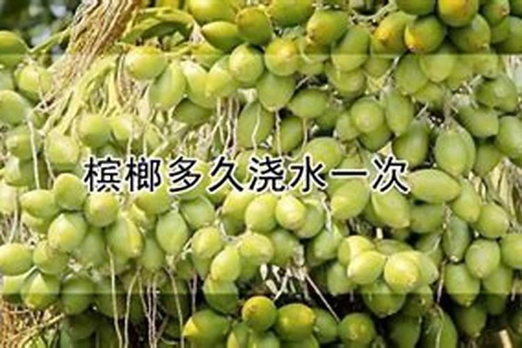 叶将可以喷在槟榔叶面吗