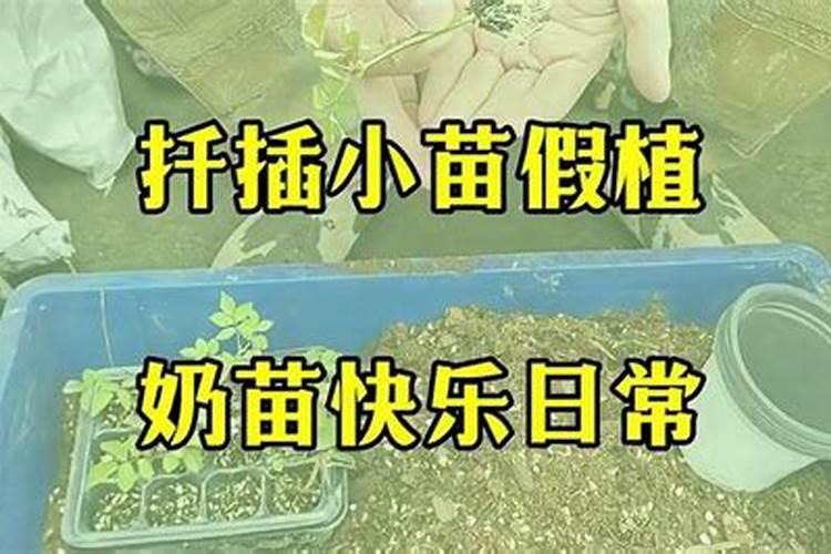冬天刚买的天竺葵花苗要怎么养护