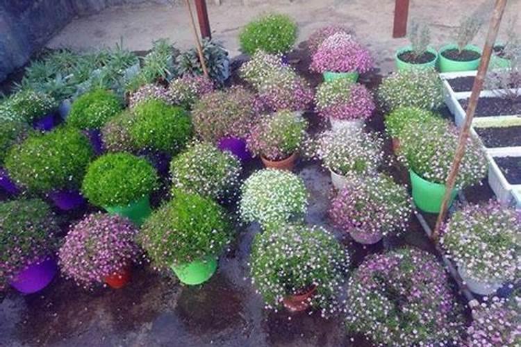 什么叫假植？为什么要进行假植育苗？