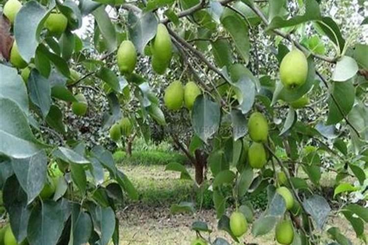 梨树喷叶面肥几天能上梨