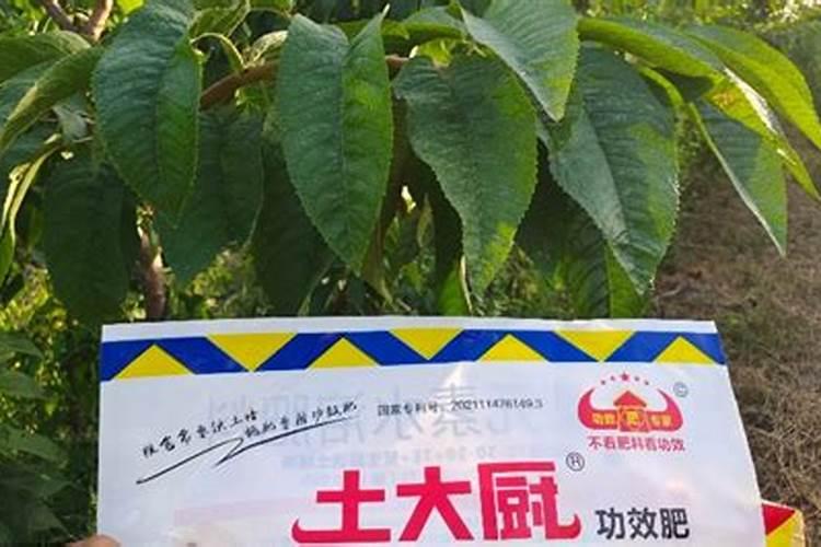 请专家看看玉米什么问题,用什么药治。