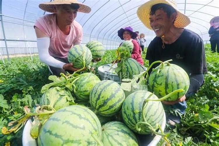 葡萄花期是比较脆弱的时期,可以进行打农药吗？