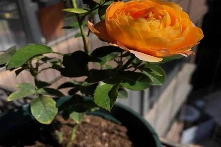 月季花冬季如何施肥效果最好,月季花怎么施肥比较好