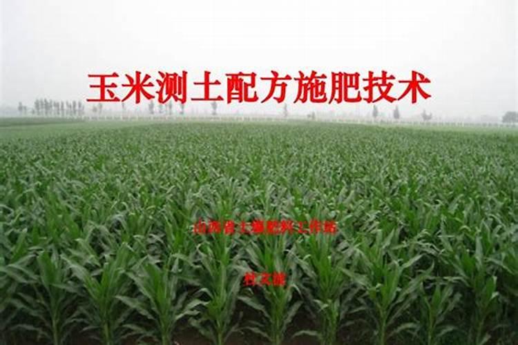 为什么玉米一次性施肥(