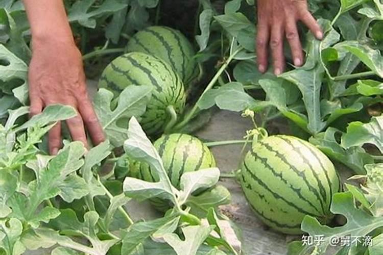樱桃树如何施肥