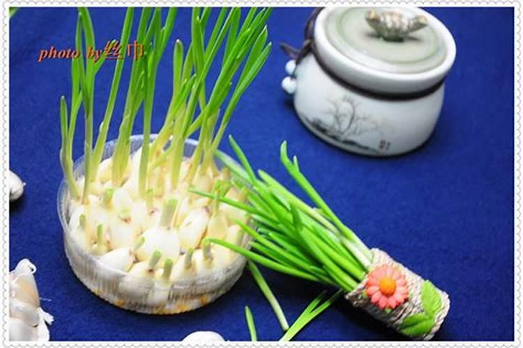 大蒜叶子发黄怎么办