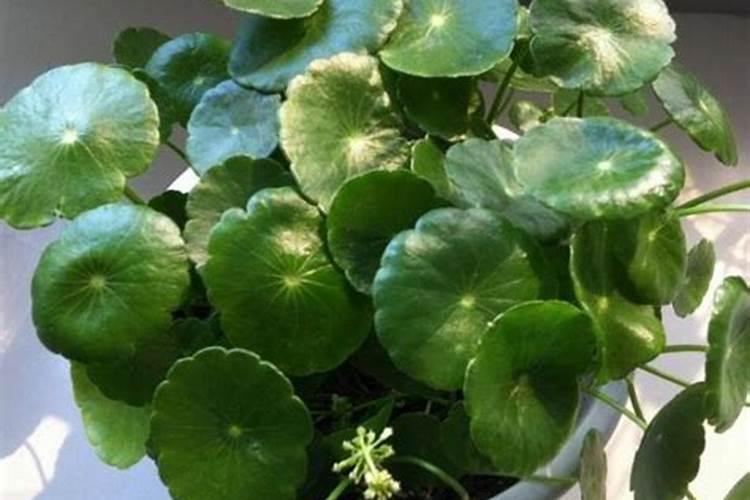 油菜用什么下底肥