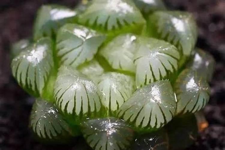 叶面肥尿素30斤水加多少