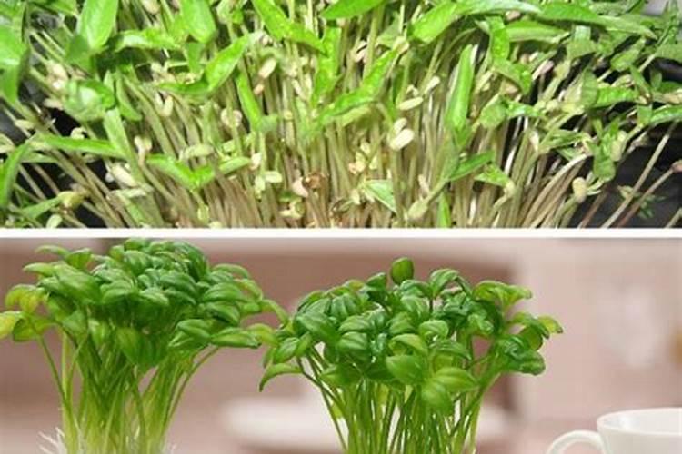 草莓结果期需要施什么肥料