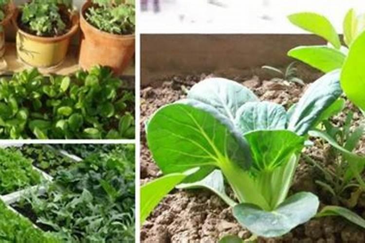 无机蔬菜是什么意思