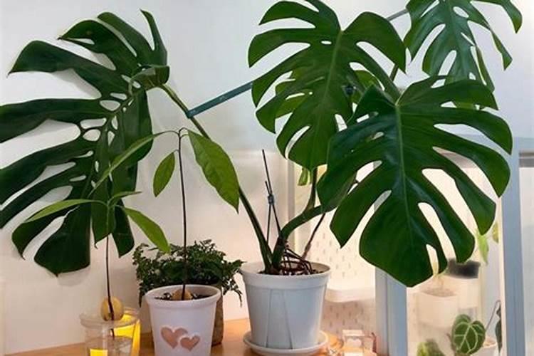 硝酸铵钙1500倍的喷施效果