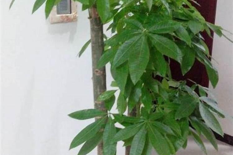 硝酸铵钙冲施最佳方法