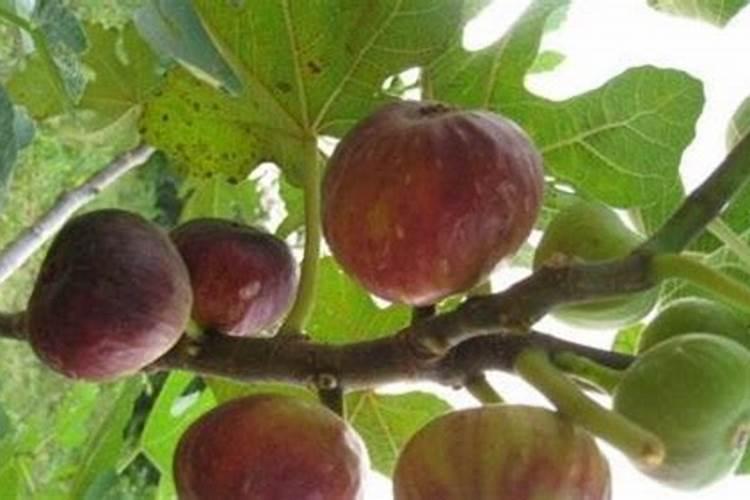 家里的坏馒头怎么做甜面酱？