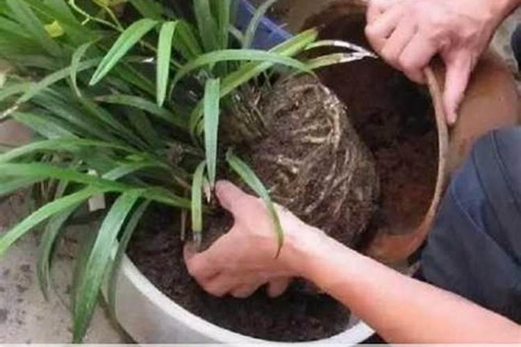 维生素b12能浇什么花