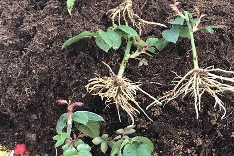 花卉生根用氮肥还是磷肥