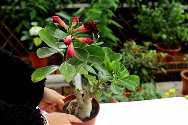 长得比较慢的盆景植物有哪些推荐