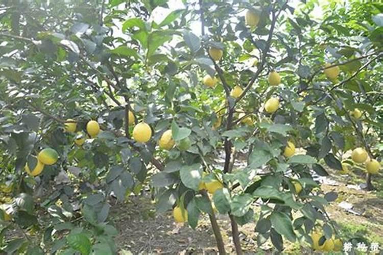 柠檬树怎么施肥？