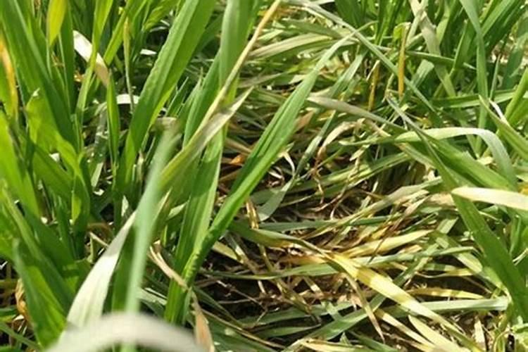 钾肥是什么肥料 植物缺少钾肥会怎么样