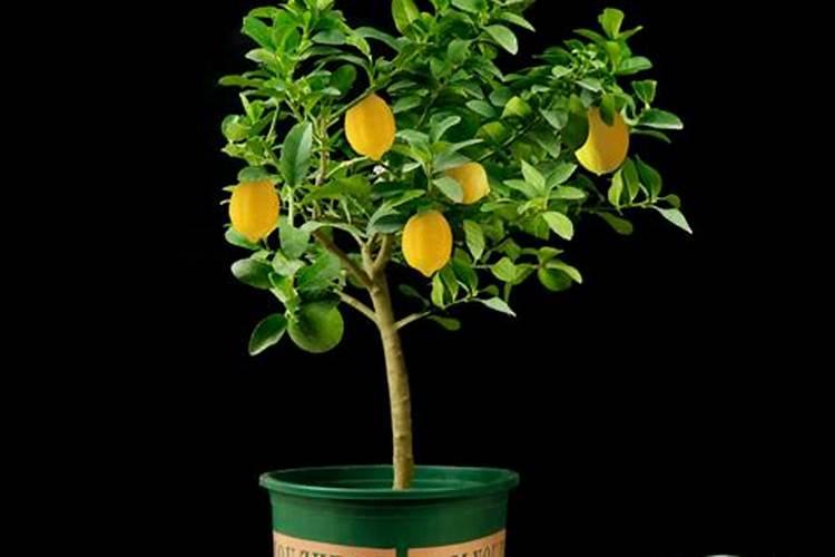 柠檬喷。叶面肥后需要多久才可喷农药？