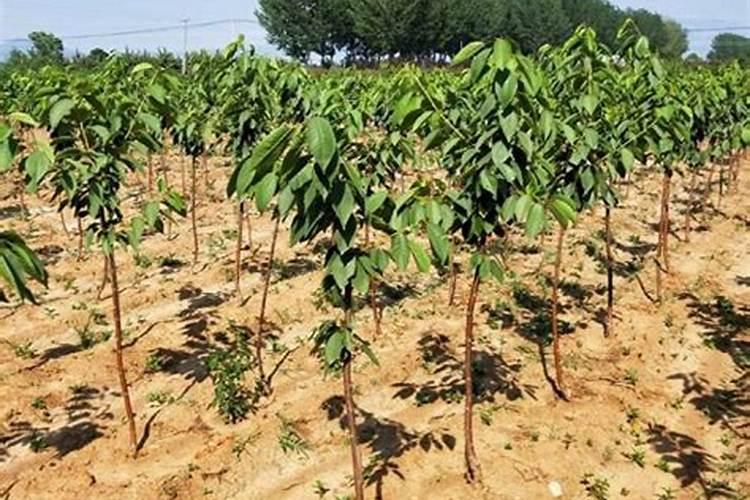 自制花肥臭烘烘？