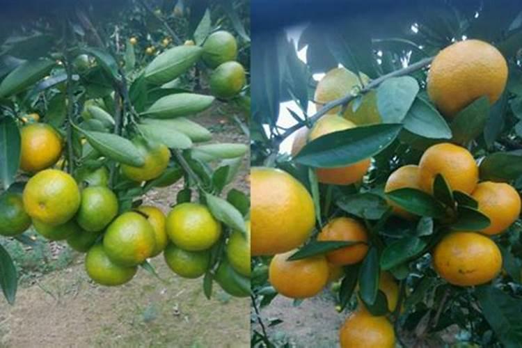 芒果树用什么肥料最好