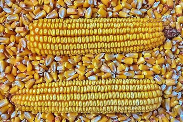 玉米底肥一次性施肥 氮磷钾 各用多少？