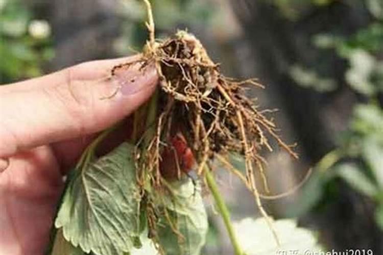 川芎怎么看长了多少年