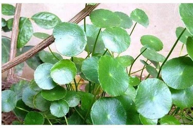 茶花上肥方法 氮肥催春梢