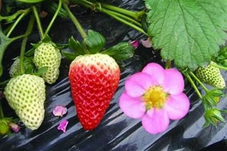 草莓开花期可以打叶面肥吗？