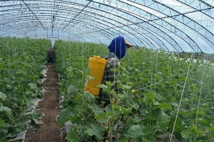 甜瓜促早熟的方法有哪些