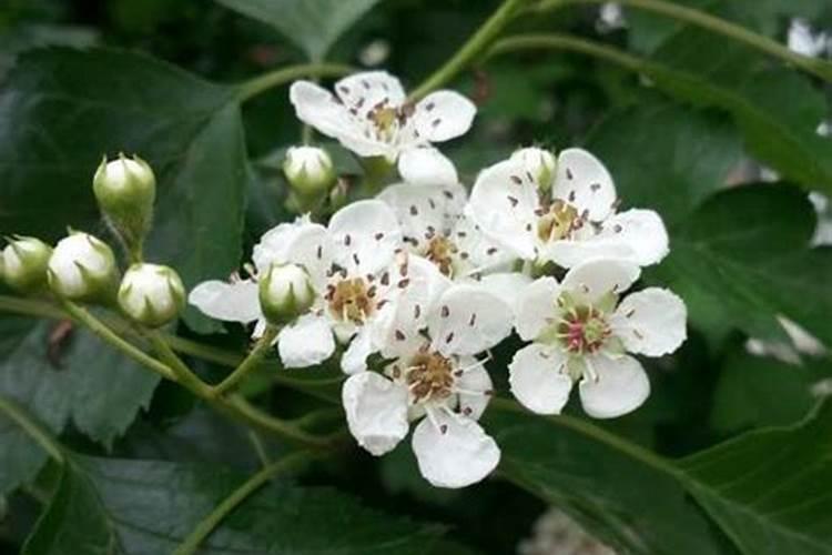 山楂树开花打什么药？
