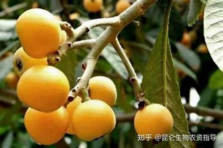 山楂树开花打什么药？