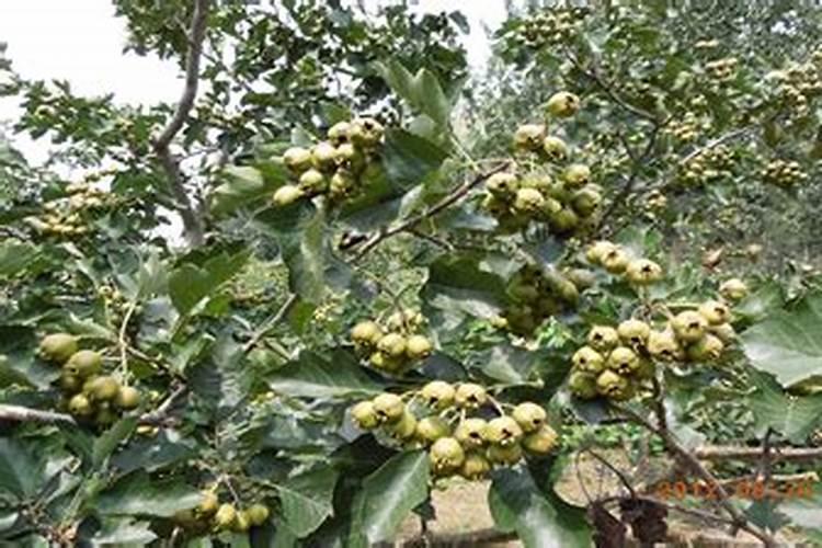 怎样给山楂树无公害施肥？