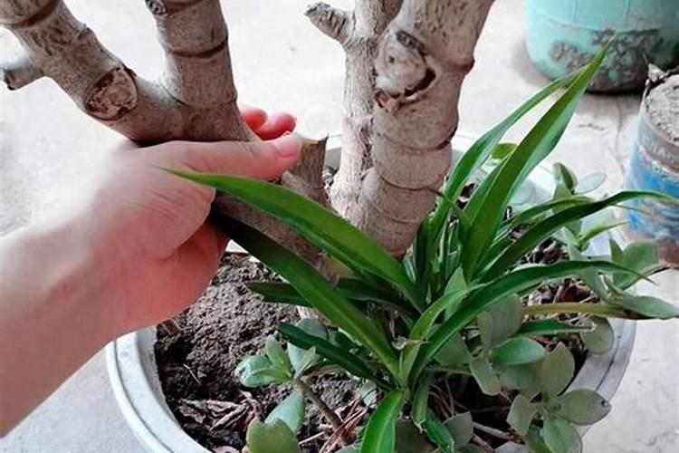 新型肥料可以推进农业可持续发展吗？其重要途径是什么？