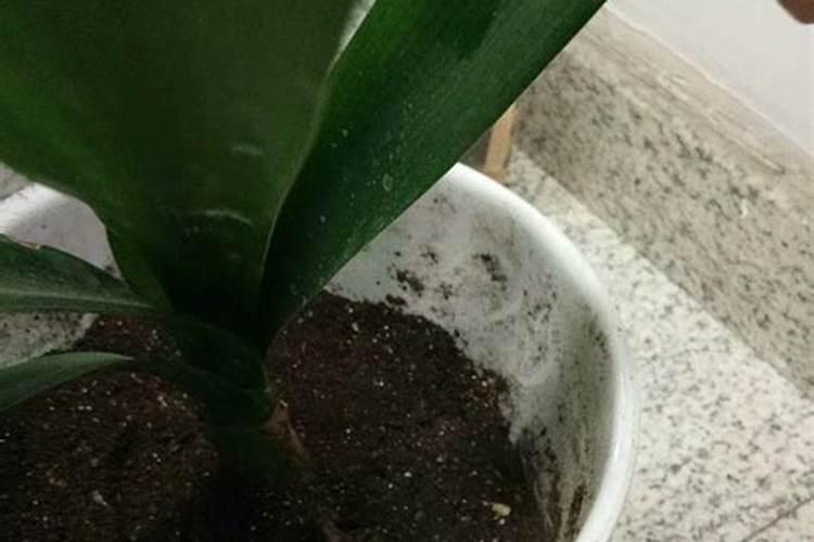 氨基酸水溶肥的作用和功效