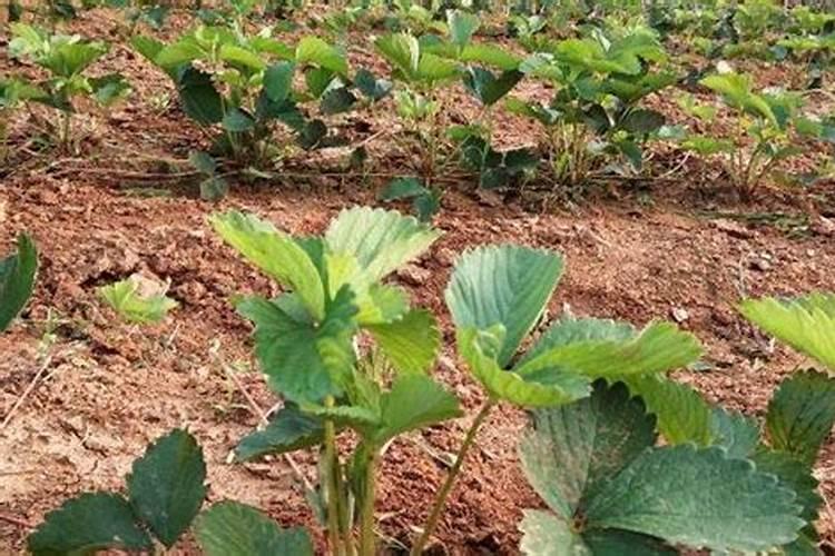 怎样用育苗盘育草莓苗 移栽后几天可以施肥